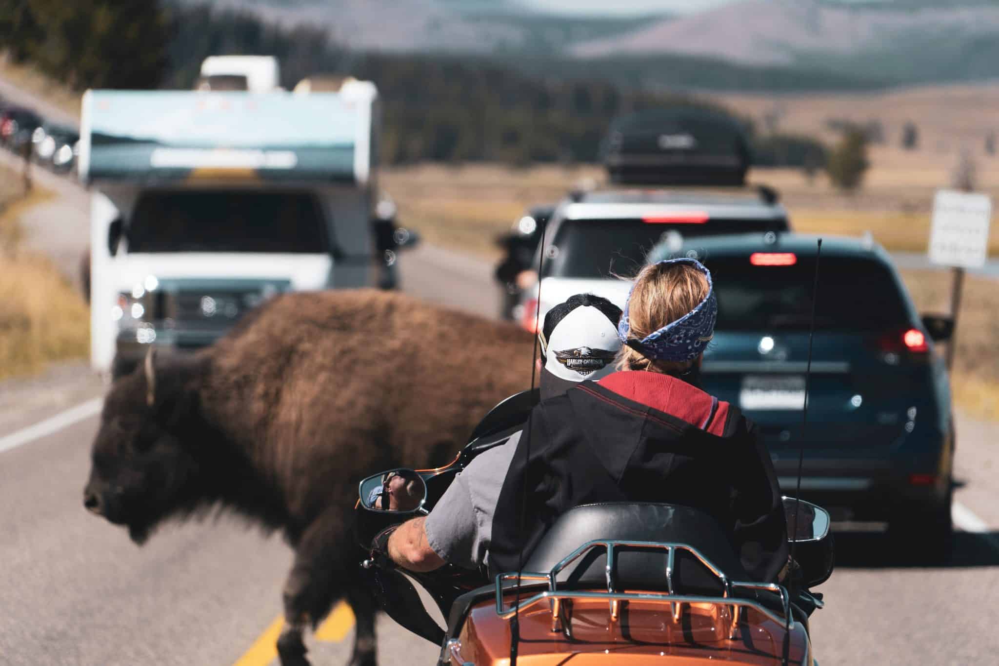 Wildlife Crossing: Avoid Injury and Damage to Your RV