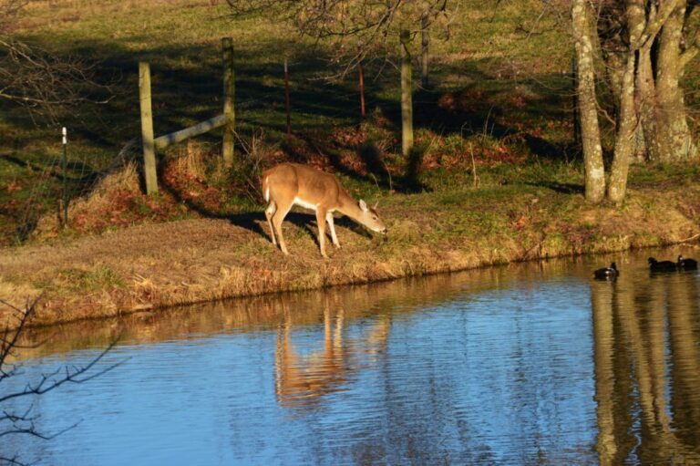 deer-e1564762793712-768x511.jpg